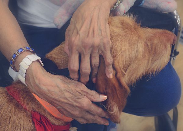 Assitance & Charity (J3) Finn is a certified therapy dog through Therapy Dogs International. He visits hospitals and nursing homes to comfort those in need of comforting. Photo taken in nursing home in VA. Finn is pet name