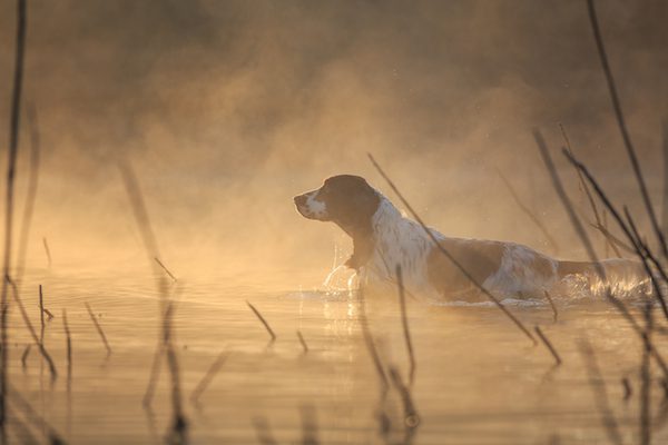 Dogs At Work (J7)