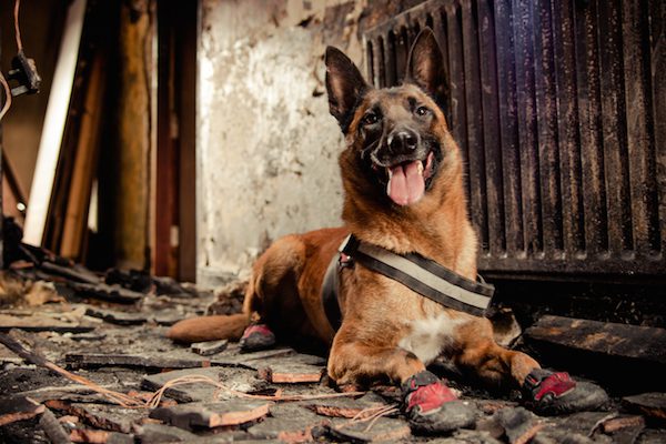 Dogs At Work (J4)