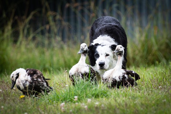 Dogs At Work (J6)
