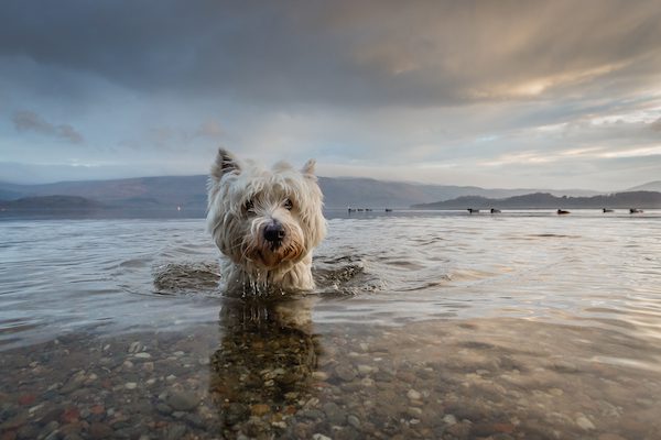 Dogs At Play (J7), westie, Baxter is 4 years old and is a pet dog of the photographer