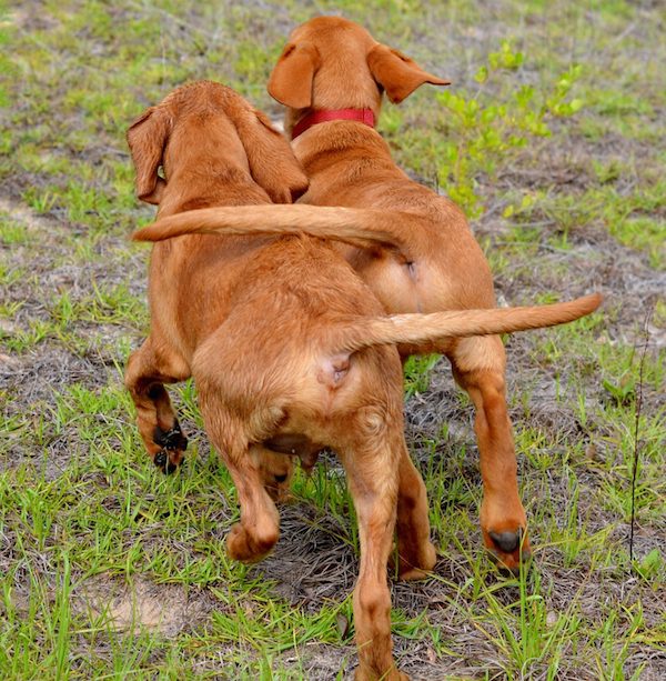 Dogs At Play (J3), two puppies, amateur photographer