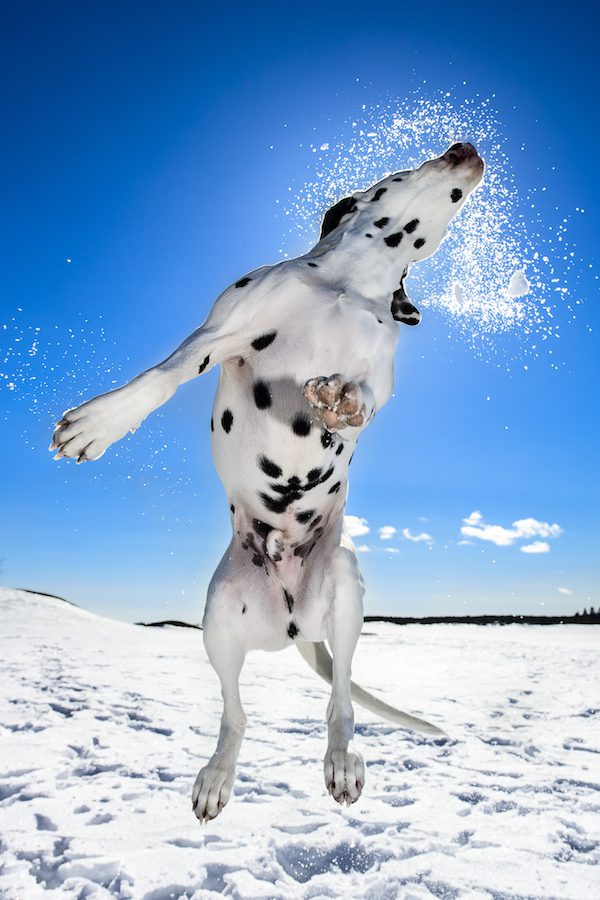Dogs At Play (J6) not his dog, he is a professional photographer Shot with Nikon D800