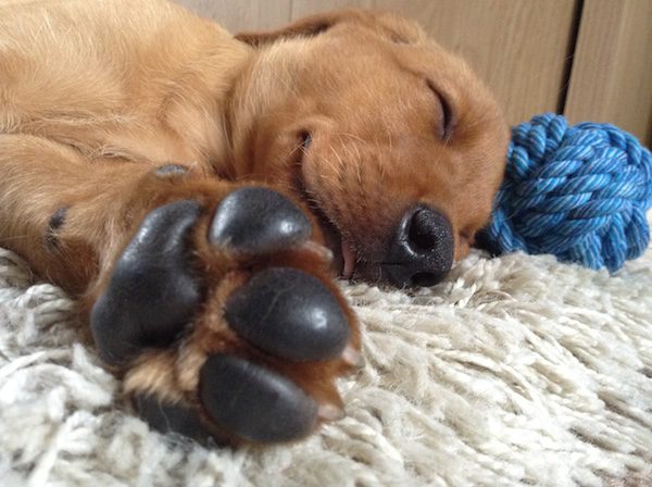 I Love Dogs (J6), 16 years old, Hugo, labrador retriever, photo taken with iPad mini, Jade has a real gift with taking photos (per her mother)