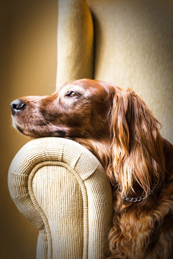 Oldies (J6) Irish Setter (possible cross breed) 10 year old dog resting on the arm chair