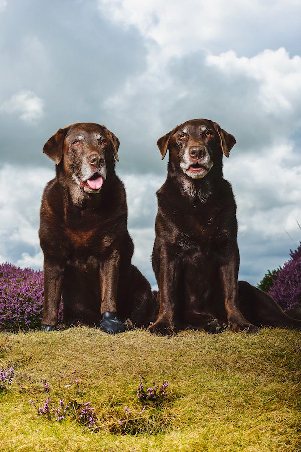 Two old labradors sitting on a hill