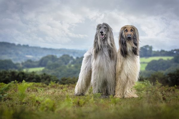 Two afghan hounds