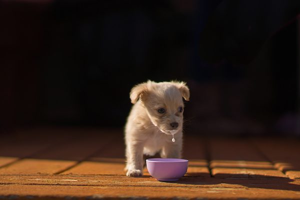 Puppy (J3)