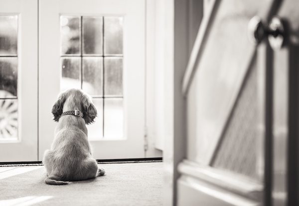Puppy (J7)