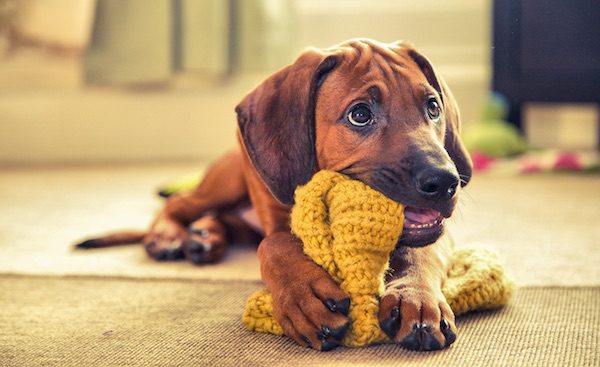 Puppy (J5)