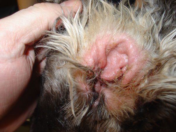 Ear_infection_in_cocker_spaniel