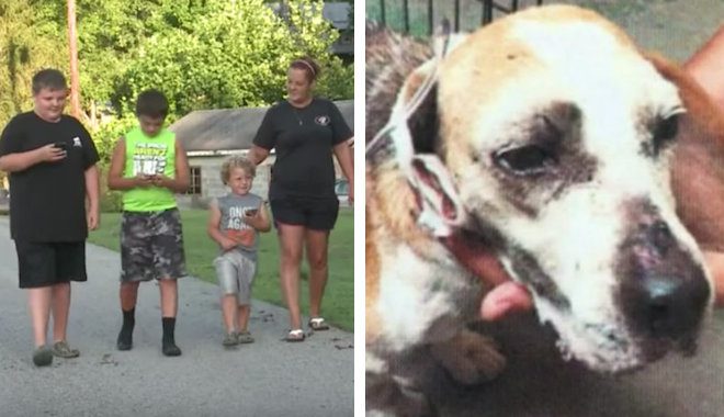 ash dog rescue