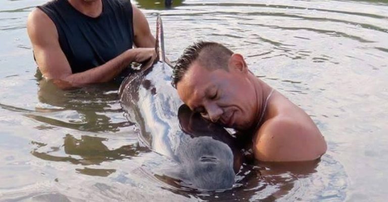 baby whale rescue