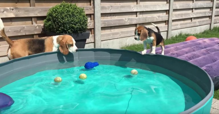 beagle puppy pool pawty