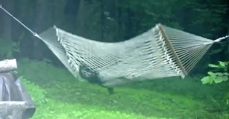Baby Bear Caught On Camera Playing In Hammock
