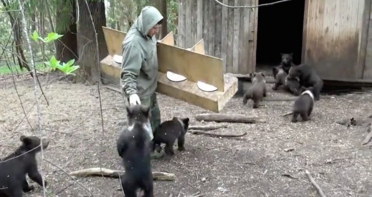 Man Carries Stack Of Porridge Bowls To A Cabin To Feed Orphaned Bear Cubs