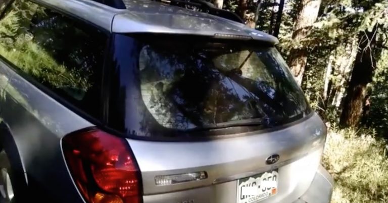 bear in car