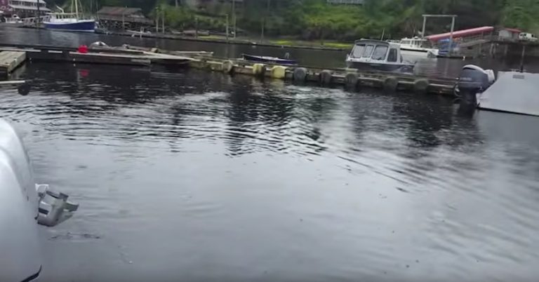 Enormous Humpback Whale Chases Herring Right Up To Boat Dock