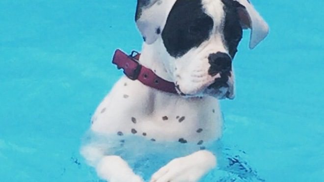 boxer in pool