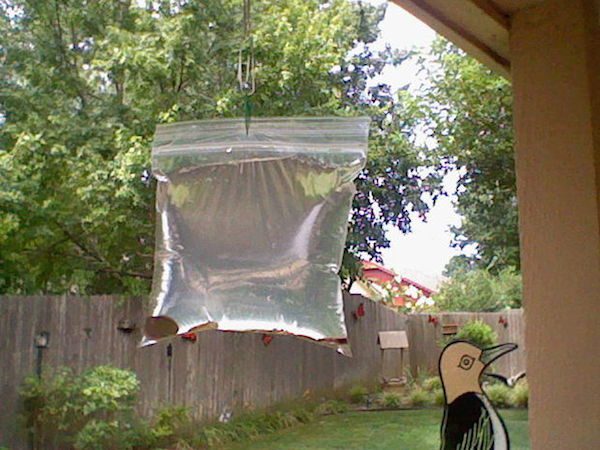 bug-bbq-1