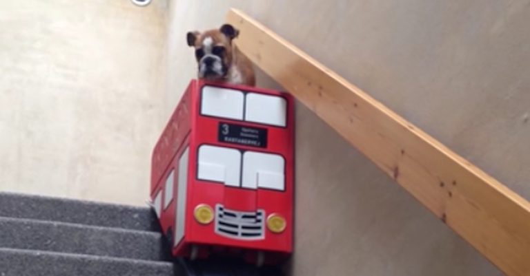 Lazy Bulldog Uses Cute Stair “Bus” To Get Down The Stairs