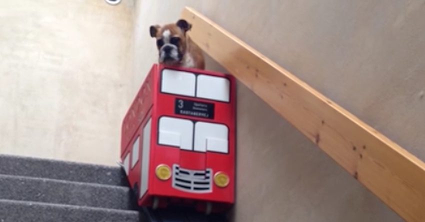 Lazy Bulldog Uses Cute Stair "Bus" To Get Down The Stairs