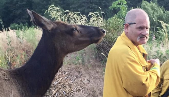 Buttons the elk