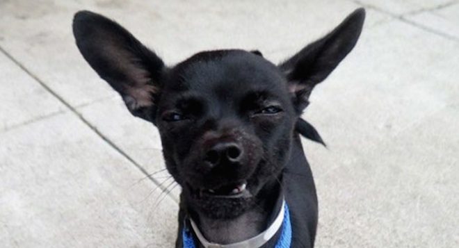 Carpe Diem puppy