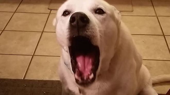 dog says blah blah