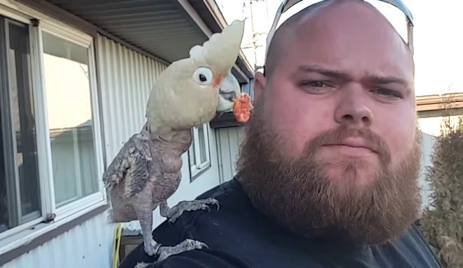 Rescued Cockatoo Does A Happy Dance  On His New Dad’s Shoulders