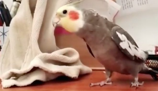 Cockatiel Adorably Sings ‘The Addams Family’ Theme Song