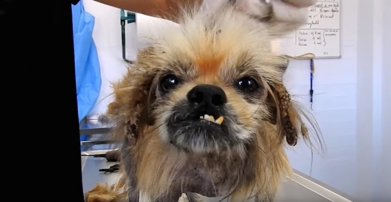 Petrified Abandoned Dog Opens His Heart To Love Again