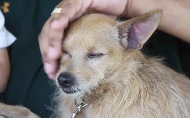 Dog Caring For Fellow Stray Reunited With His Family After Being Lost For Nearly 7 Years