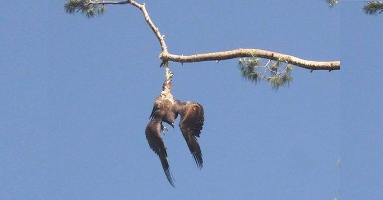 Army Veteran Saves Eagle Hanging In Tree When No One Else Would