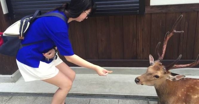 Sika Deer Politely Bows To Woman Giving Him Cracker