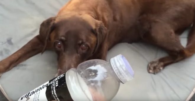 dog opens sealed bottle