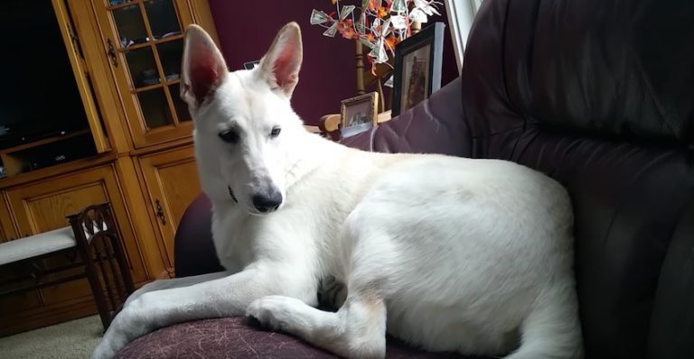dog fart