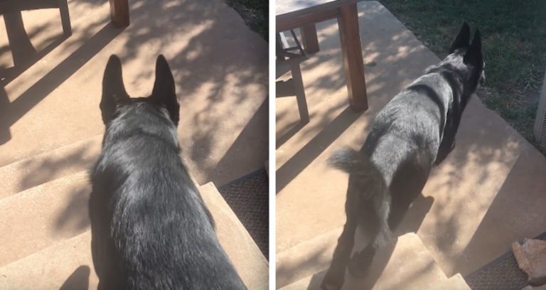 dog fetches brother