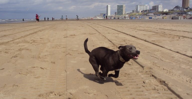 7 Tips To Remember When Taking Your Dog Out For Summer