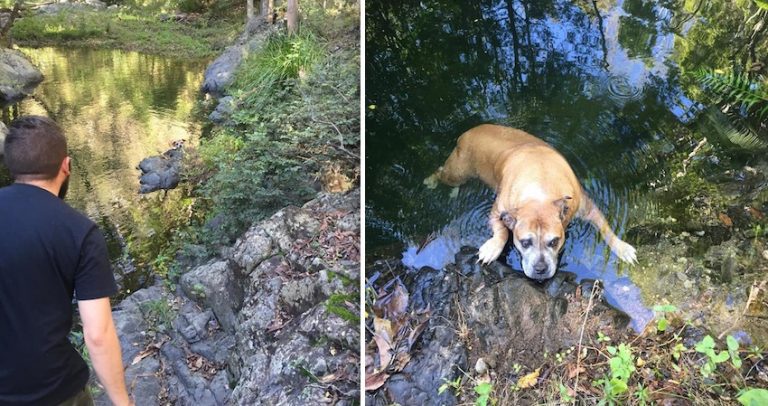 dog rescued from australian bush