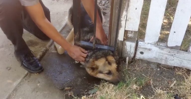 dog stuck in fence