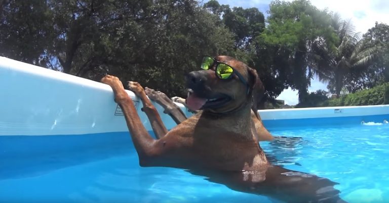 Big Dogs Lounge Around In Pool Just Like Humans Would