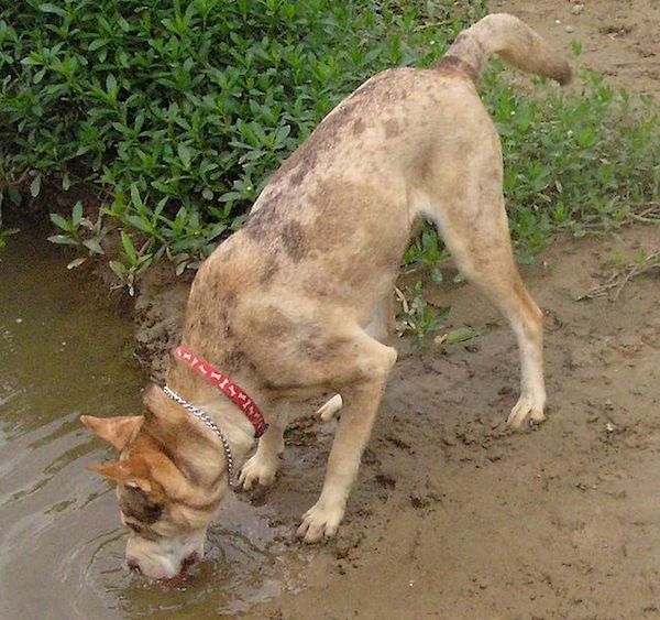 dogs-summer-8