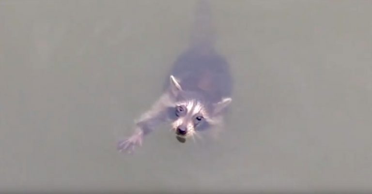drowning raccoon rescued