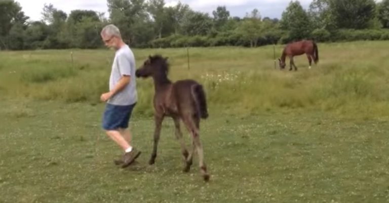 Filly Chases After Man To Get Her Butt Scratched