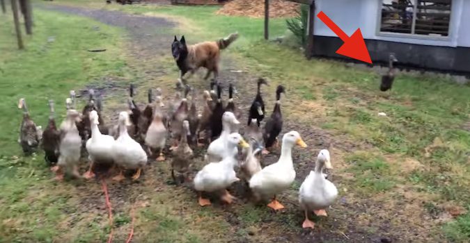Dog Expertly Herds Stray Duck Back To The Flock