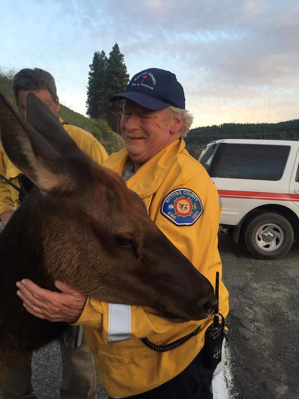friendly-elk-1