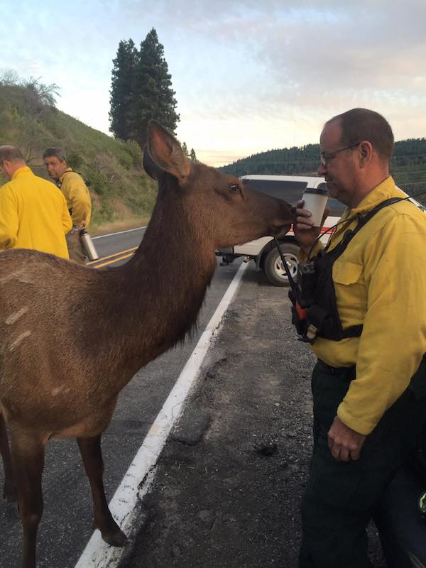 friendly-elk-6