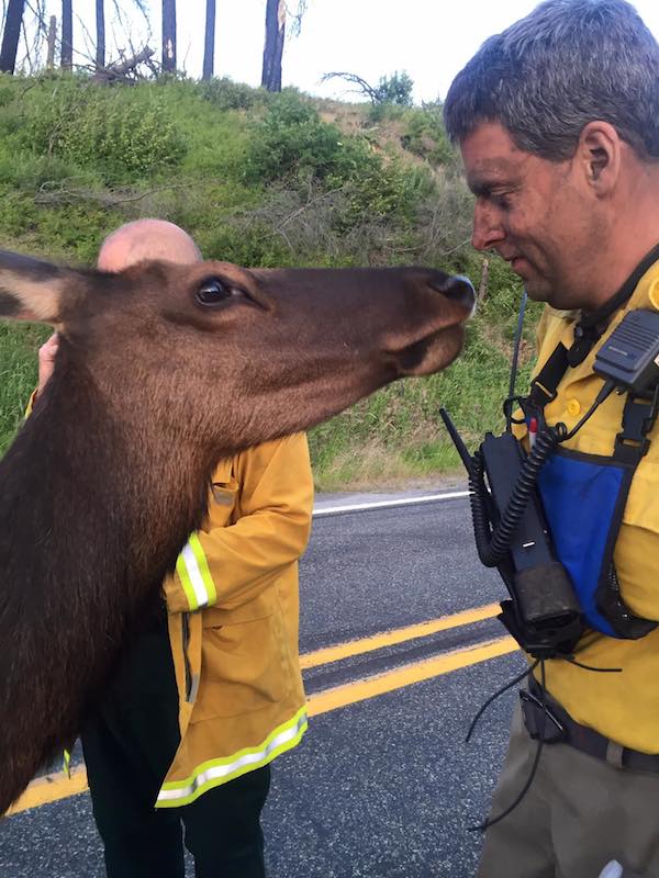friendly-elk-8