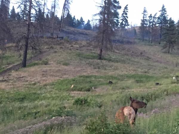 frlendly-elk-2